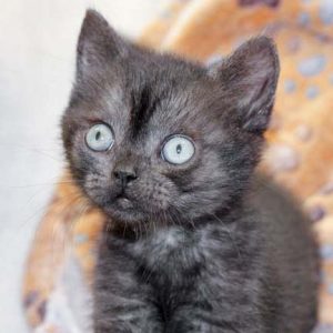 Katerchen Streusel / © 2017 Arche KaNaum (DN)