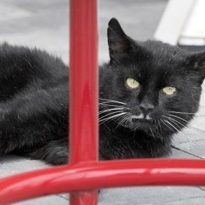 Kater Teo / © 2017 Arche KaNaum (NH)