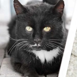 Kater Teo / © 2017 Arche KaNaum (NH)