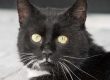 Kater Teo / © 2017 Arche KaNaum (NH)