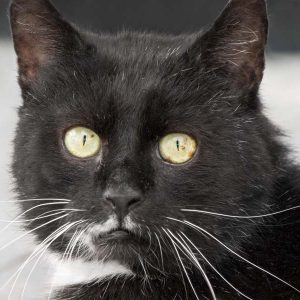 Kater Teo / © 2017 Arche KaNaum (NH)