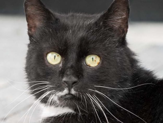 Kater Teo / © 2017 Arche KaNaum (NH)