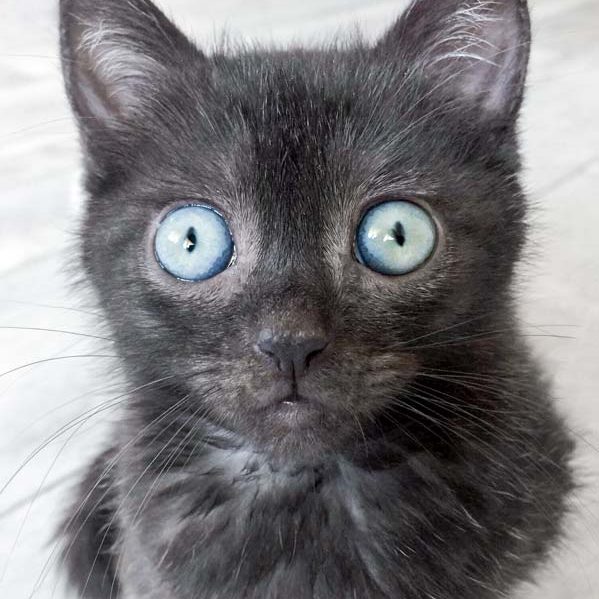 Kätzin Cookie / © 2017 Arche KaNaum (DN)