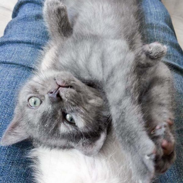 Kätzin Keks / © 2017 Arche KaNaum (DN)