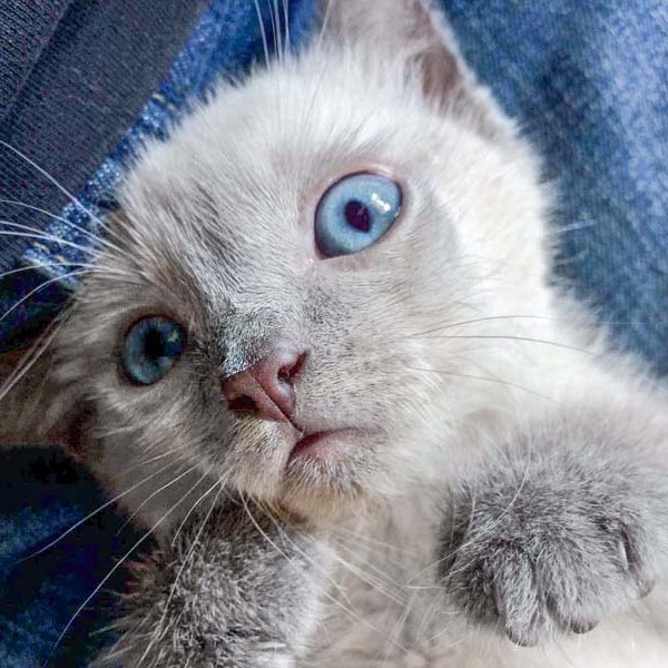 Katerchen Marshmallow / © 2017 Arche KaNaum (DN)