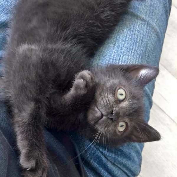 Kätzin Nougat / © 2017 Arche KaNaum (DN)