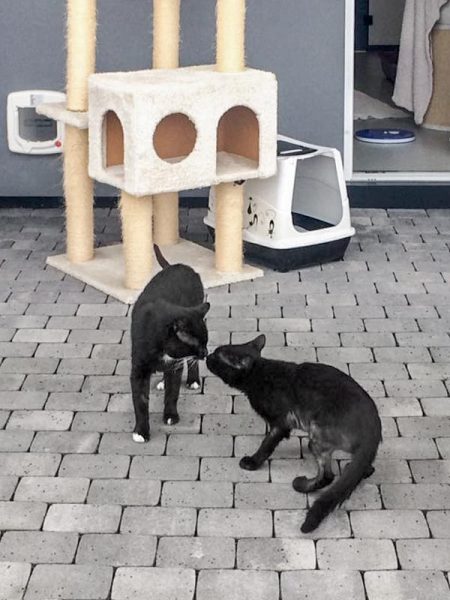 Kater Teo (l.) mit seinem neuen Freund Grimmi / © 2017 Arche KaNaum (DN)