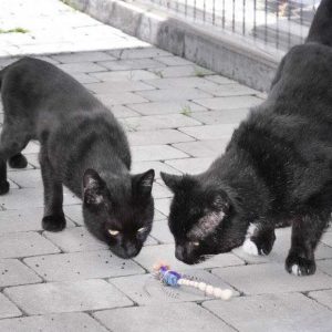 Beste Freunde: Kater Grimbold (l.) und Teo / © 2017 Arche KaNaum (DN)