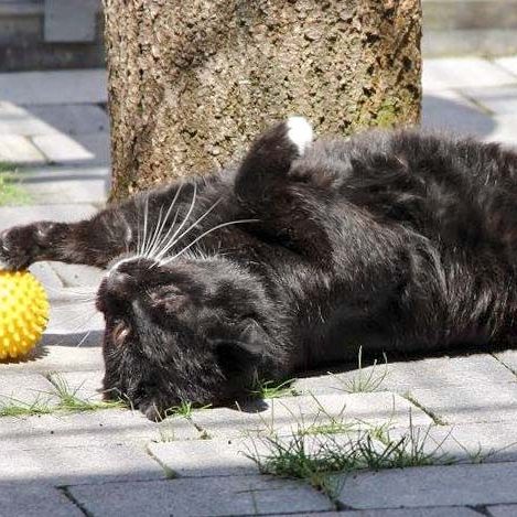 Kater Teo / © 2017 Arche KaNaum (DN)