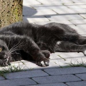 Kater Teo / © 2017 Arche KaNaum (DN)