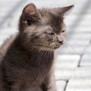 Katerchen Brownie / © 2017 Arche KaNaum (DN)