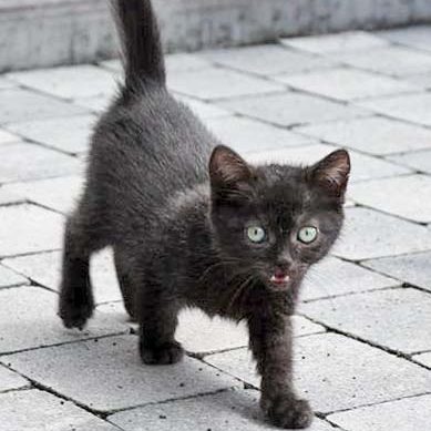 Kätzin Cookie / © 2017 Arche KaNaum (DN)