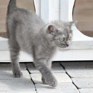 Kätzin Keks / © 2017 Arche KaNaum (DN)