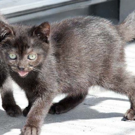 Kätzin Nougat / © 2017 Arche KaNaum (DN)