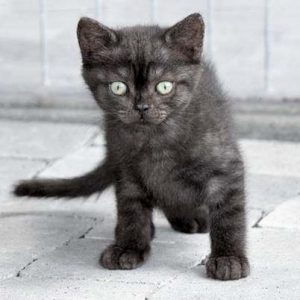 Katerchen Streusel / © 2017 Arche KaNaum (DN)