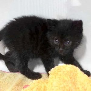 Katerchen Hugo / © 2017 Arche KaNaum (DN)