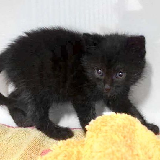 Katerchen Hugo  / © 2017 Arche KaNaum (DN) Katerchen Hugo / © 2017 Arche KaNaum (DN)