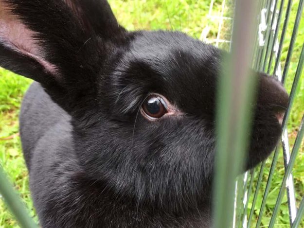 Kaninchenhäsin Anis / © 2017 Arche KaNaum (AE)