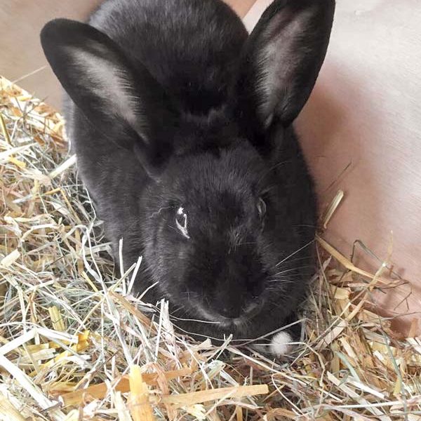 Kaninchenhäsin Malve / © 2017 Arche KaNaum (AE)