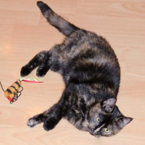 Vermisst: Kätzin Amaretti / © 2017 Privat