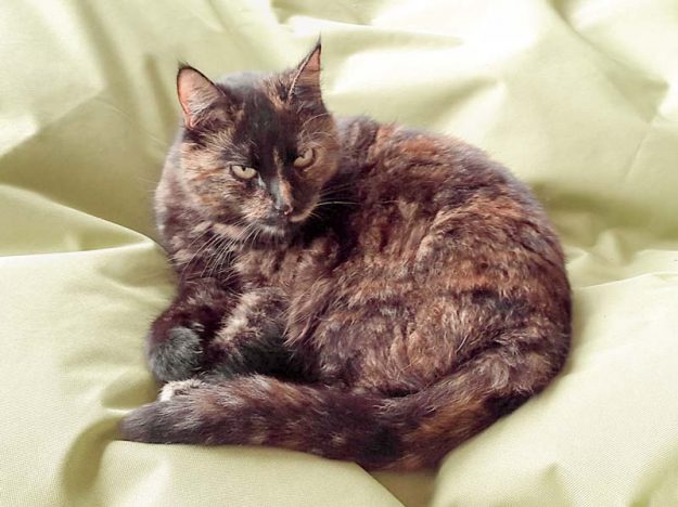 Vermisst: Kätzin Amaretti / © 2017 Privat