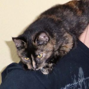 Vermisst: Kätzin Amaretti / © 2017 Privat