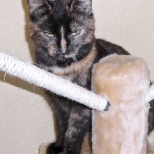 Vermisst: Kätzin Amaretti / © 2017 Privat