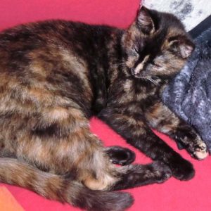 Vermisst: Kätzin Amaretti / © 2017 Privat