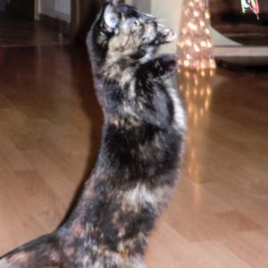 Vermisst: Kätzin Amaretti / © 2017 Privat