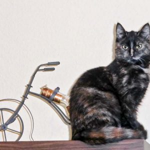 Vermisst: Kätzin Amaretti / © 2017 Privat