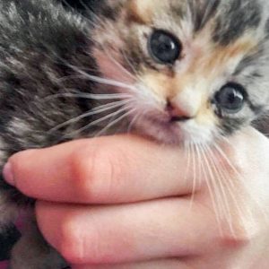 Eines der am Pfingstsonntag 2017 aufgefundenen kleinen Kätzchen / © 2017 Privat