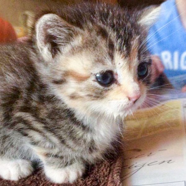 Eines der am Pfingstsonntag 2017 aufgefundenen kleinen Kätzchen / © 2017 Privat