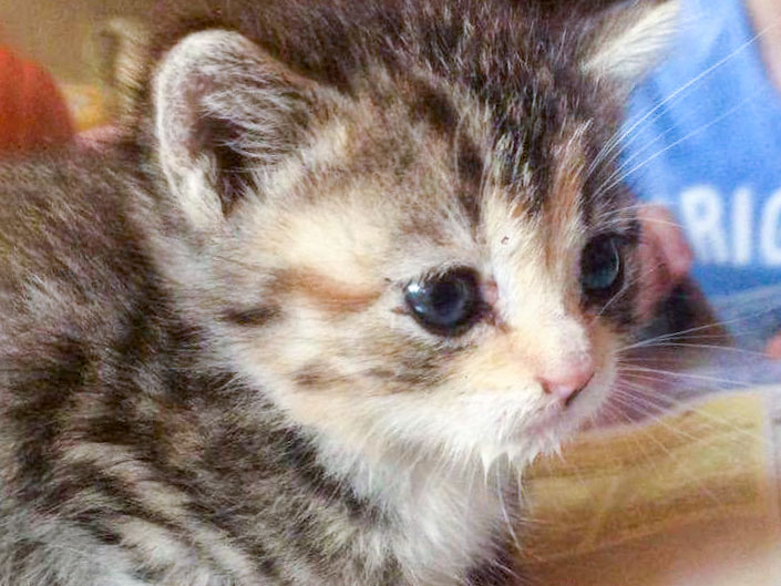 Eines der am Pfingstsonntag 2017 aufgefundenen kleinen Kätzchen / © 2017 Privat