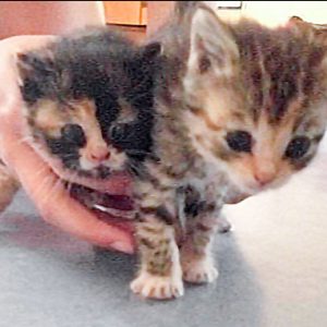 Die beiden am Pfingstsonntag 2017 aufgefundenen kleinen Kätzchen / © 2017 Privat