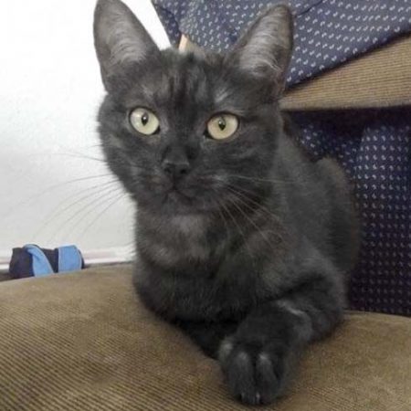 Kätzin Lilly (aka Lobelia) im neuen Zuhause / © 13.06.'17 Privat