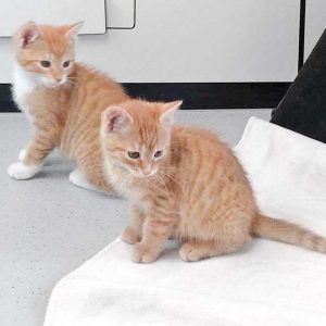 Katerchen Cliff (v.) und Buck / © 2017 Arche KaNaum (DN) Katerchen Cliff (v.) und Buck / © 2017 Arche KaNaum (DN)