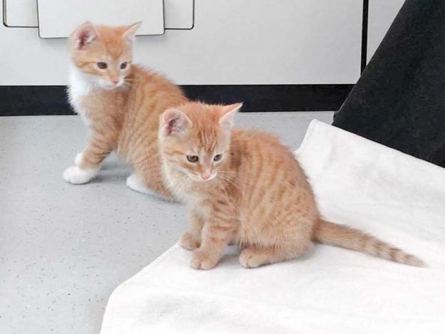 Katerchen Cliff (v.) und Buck / © 2017 Arche KaNaum (DN) Katerchen Cliff (v.) und Buck / © 2017 Arche KaNaum (DN)