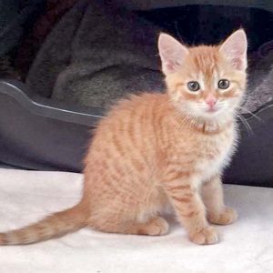 Katerchen Cliff / © 2017 Arche KaNaum (DN) Katerchen Cliff / © 2017 Arche KaNaum (DN)