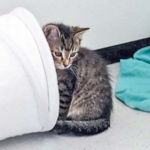 Katerchen Levi / © 2017 Arche KaNaum (DN) Katerchen Levi / © 2017 Arche KaNaum (DN)