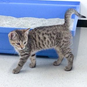 Kätzchen Shanti / © 2017 Arche KaNaum (DN) Kätzchen Shanti / © 2017 Arche KaNaum (DN)