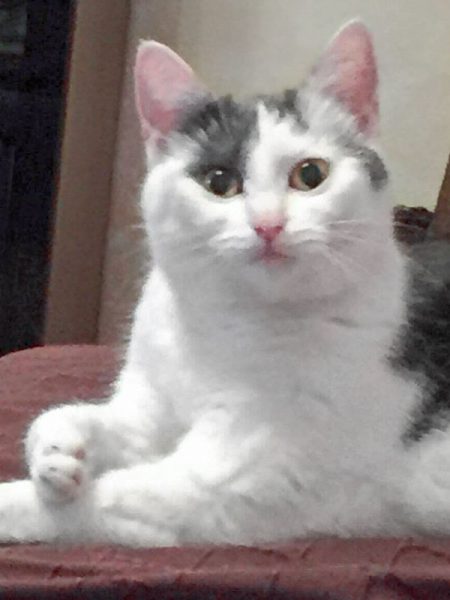 Kätzin Peria / © 2017 Privat