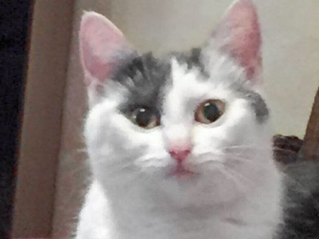 Kätzin Peria / © 2017 Privat