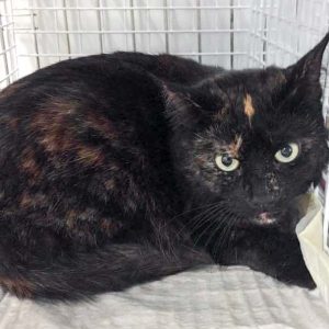 Kätzin Elli / © 2017 Arche KaNaum (DN)