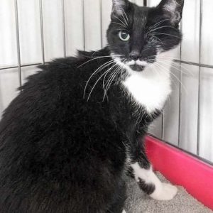 Kätzin Fine / © 2017 Arche KaNaum (DN)