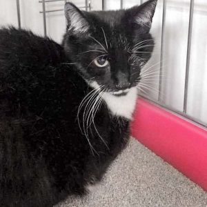 Kätzin Fine / © 2017 Arche KaNaum (DN)