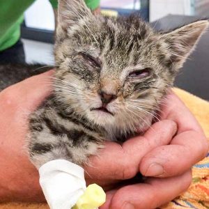 Kätzin Mary am 24.06.2017 / © 2017 Arche KaNaum (DN)