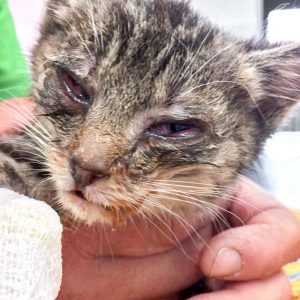 Kätzin Mary am 24.06.2017 / © 2017 Arche KaNaum (DN)