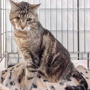 Kater Merlin / © 2017 Arche KaNaum (DN)