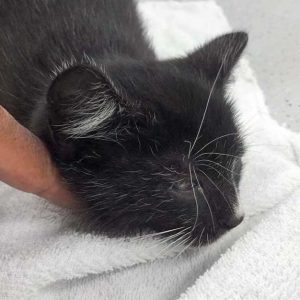 Katerchen Olaf / © 2017 Arche KaNaum (DN)