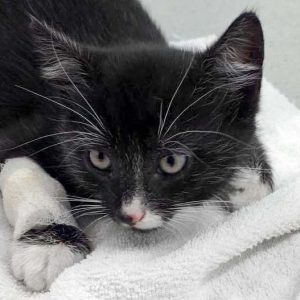 Katerchen Olaf / © 2017 Arche KaNaum (DN)